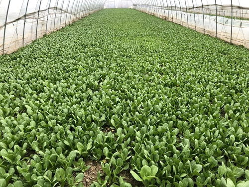 公益助農戰疫情丨最新鮮的蔬菜從田間直達餐桌